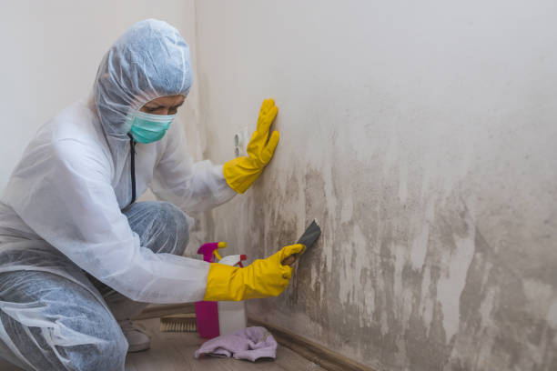 Best Basement Mold Remediation in El Cerrito, CA