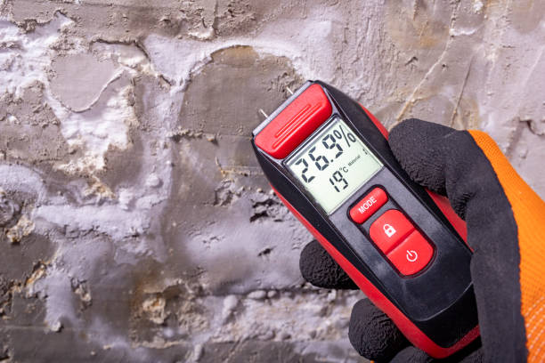 Best Residential Mold Remediation in El Cerrito, CA