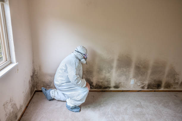 Best Mold Testing and Inspection Services in El Cerrito, CA
