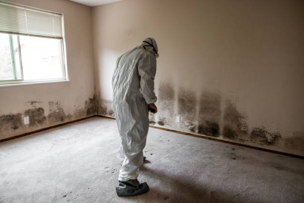 Best Preventive Mold Services in El Cerrito, CA