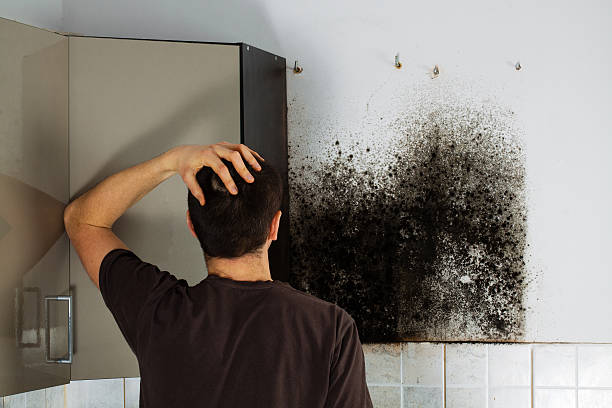 Best Basement Mold Remediation in El Cerrito, CA