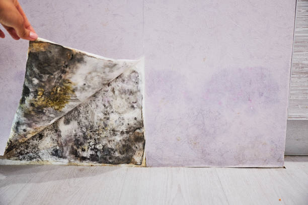  El Cerrito, CA Mold Removal Pros